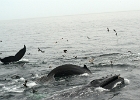 CapeCodb (8)  Cape Cod whales